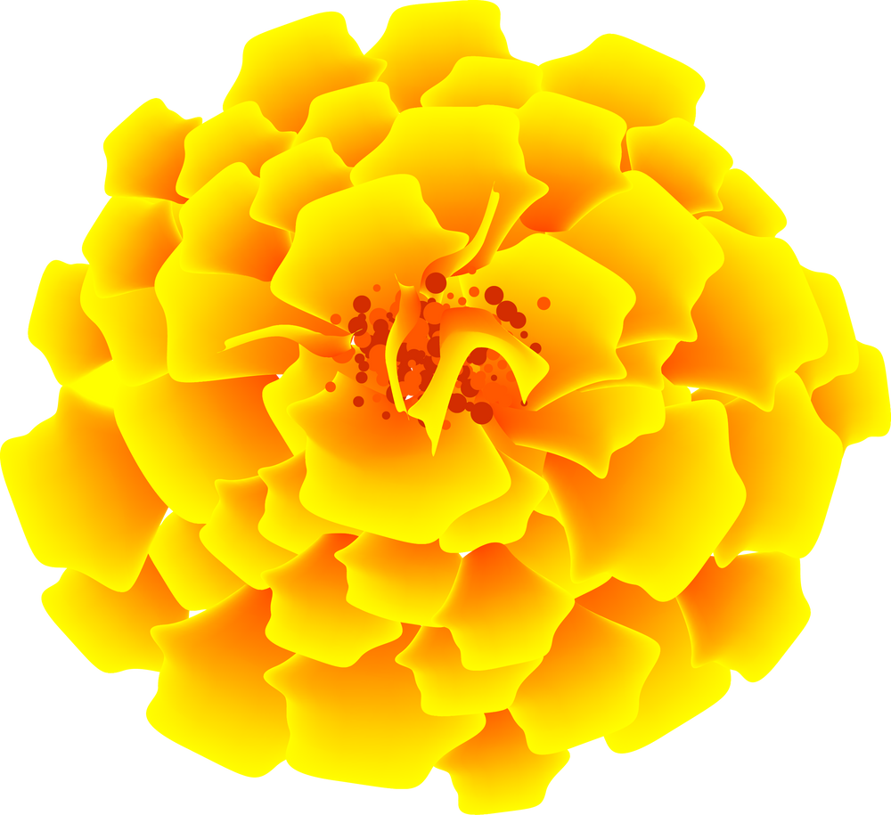 Marigold Flower for Indian Traditional Holidays