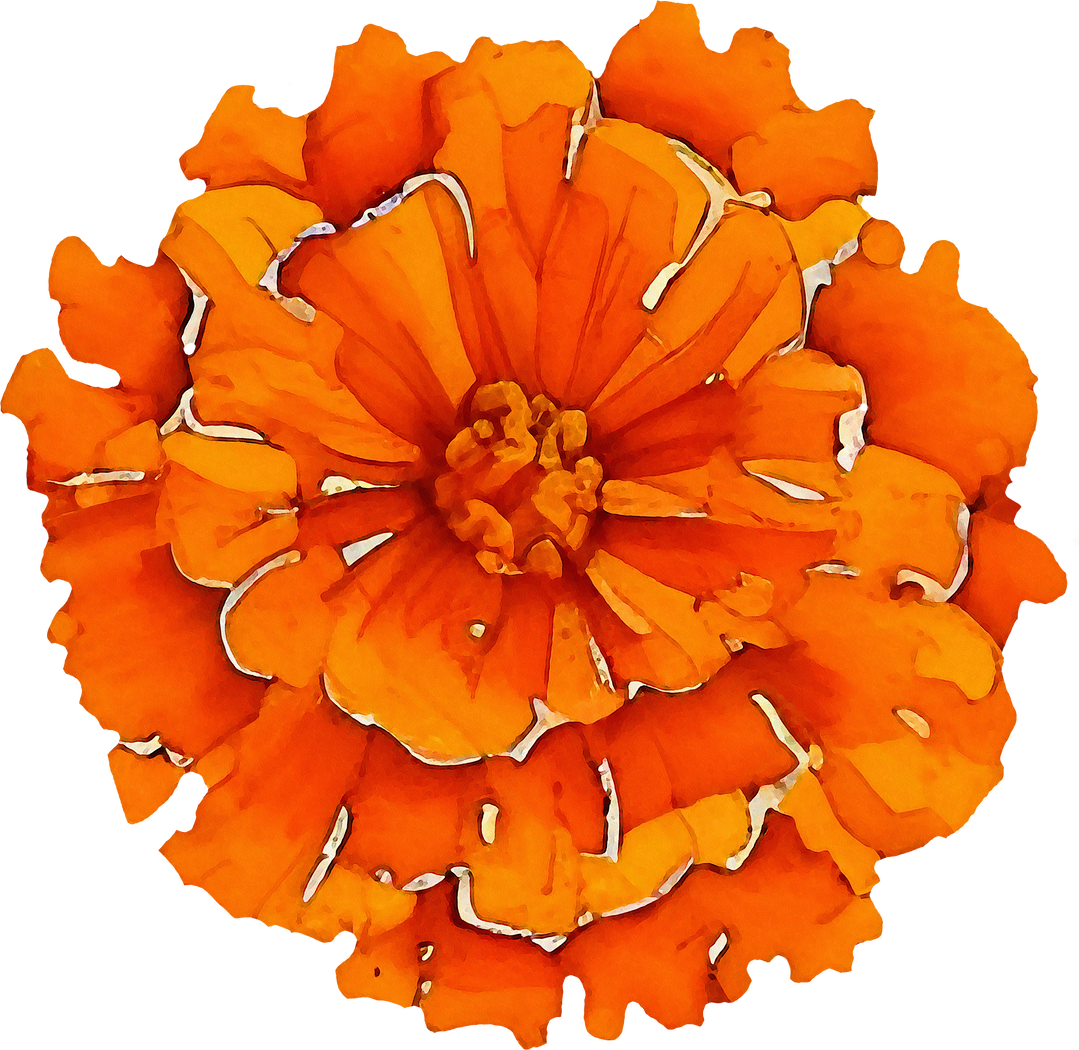 Marigold flower watercolor